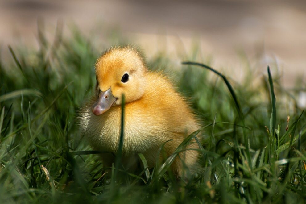 Sitting Duck Bajak Ribuan Domain